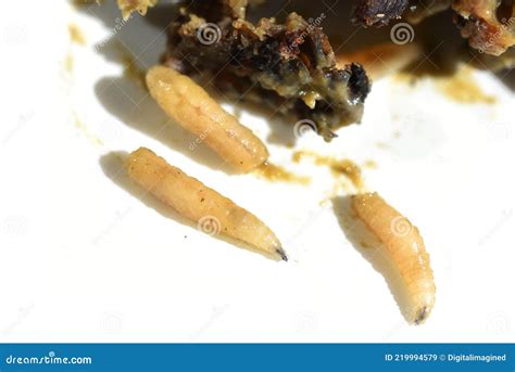 Termite Larvae Vs Maggots
