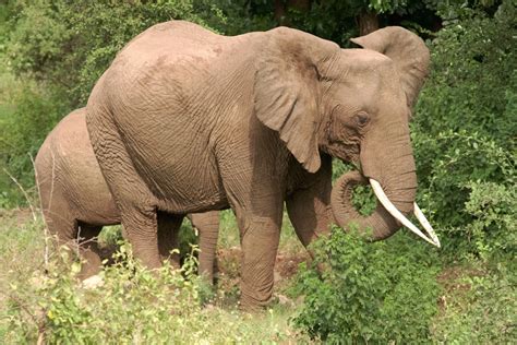 Wildlife 的图像结果