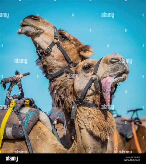 The Wildlife Of Morocco: A Continent In One Country