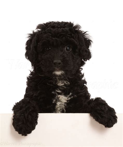 Dog: Black Poodle-cross puppy with paws over photo WP46940