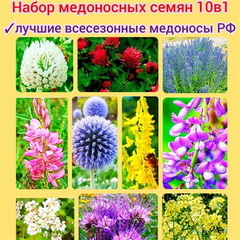 Набор медоносных семян 10в1 (300шт) мордовник эспарцет фацелия синяк ...