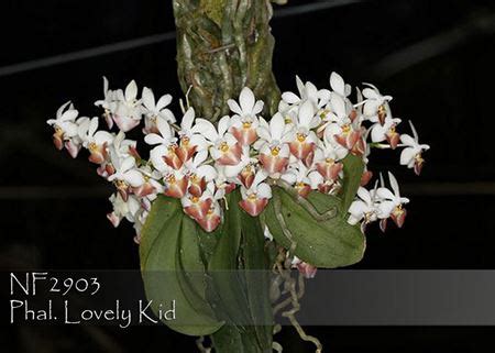 Phal. Lovely Kid (lobbii var alba x parishii var alba) / Orchids.com