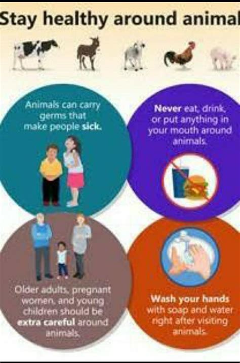 make a poster on How one should be careful around pet animals - Brainly.in