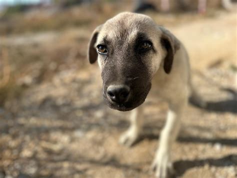 Turkish Boz Shepherd: The Ultimate Protector of Livestock Against ...