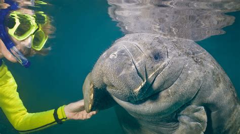 Manatees in Florida Are Easy to Find with This Simple Trick - where to see manatees near me