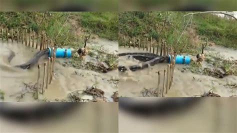 Image result for Python Muffler or a Python Trap