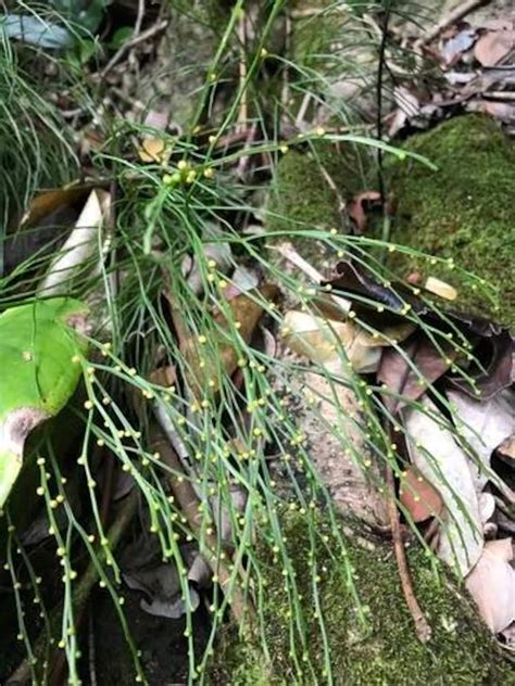 RARE Whisk Fern. Psilotum is a genus of fern-like vascular | Etsy