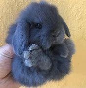 Image result for Baby Bunnies Fluffy Born