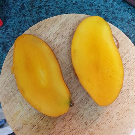 Carabao Mango Live Plant – veliyathgardens