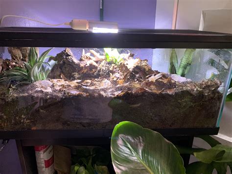 Image result for Pide Ball Python Enclosure