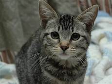 Background Cat by Wallpapers Cat Wallpapers Background Cat