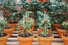 coltivazione pomodori in vaso coltivazione pomodori orto in balcone pomodori come coltivazione pomodori in vaso coltivazione pomodori orto in balcone pomodori come