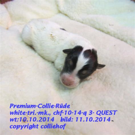 Bearded Collie Welpen abzugeben in berlin | Tiere | Kleinanzeigen