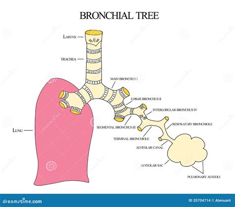 Bronchial Tree Left Main Bronchus Human Anatomy Cartoon Vector | CartoonDealer.com #78460841