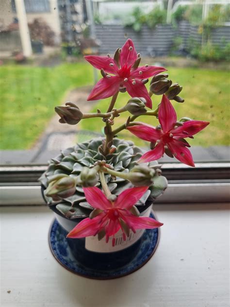 Tacitus Bella blooms! : r/houseplants
