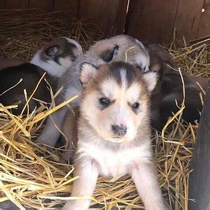 Yukon Tourism (2022): Best of Yukon - Tripadvisor