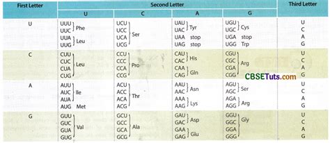 How to Read Genetic Code Table 的图像结果