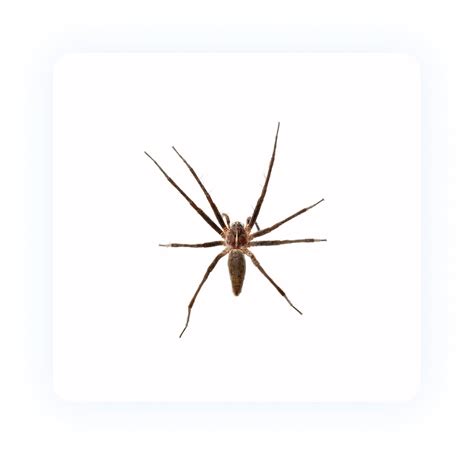 for spider – IPMS india