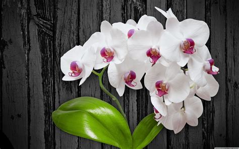 White Orchid Wallpaper