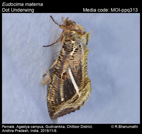 Eudocima materna | Moths