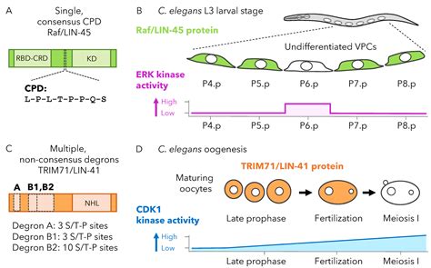 The Highs and Lows of FBXW7: New Insights into Substrate Affinity in ...