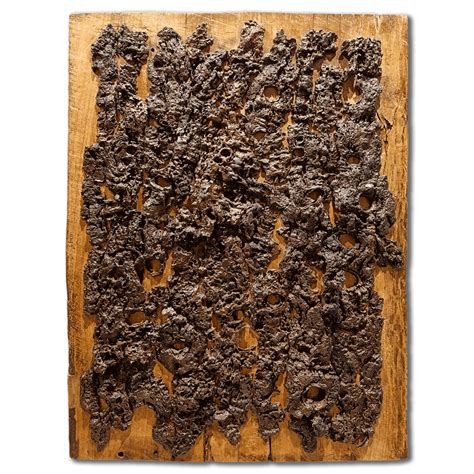 SANDILYA THEUERKAUF - Euphorbia antiquorum | Contemporary Indian Art ...