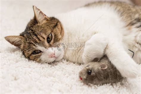 懒猫和老鼠睡觉高清图片下载-正版图片503671479-摄图网