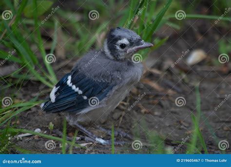 Baby Blue Jay Fledgling Bird Stock Image - Image of blue, animal: 219605467