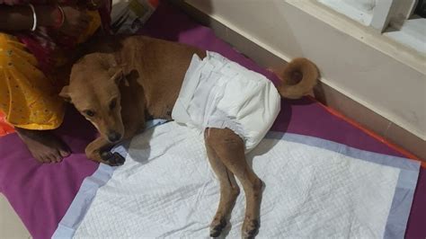 Petition · Stop cruelty towards the voiceless and those who voice for ...