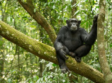 Cognitive skills in chimpanzees | Meer