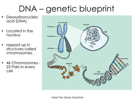 Genetics Background 的图像结果