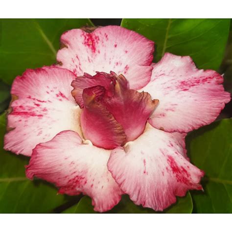 Adenium R88 – Plant Orbit