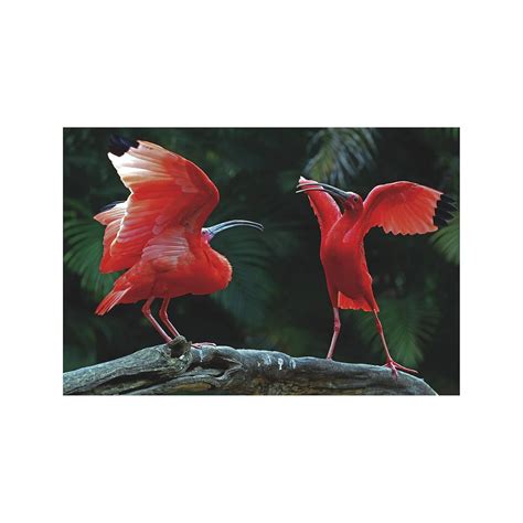 Anne Print Solutions® 2 Ibis Birds Poster (Without Frame) For Wall ...