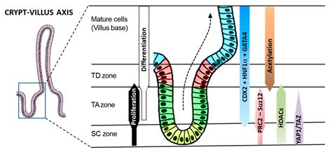 The Hippo Pathway Effector YAP1 Regulates Intestinal Epithelial Cell ...