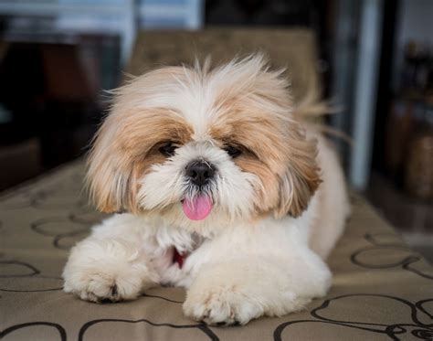 11 Small Hypoallergenic Dog Breeds