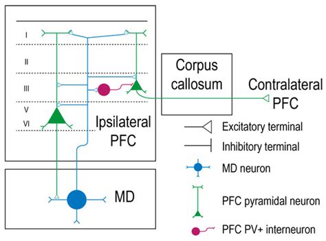 The Anatomical and Functional Heterogeneity of the Mediodorsal Thalamus