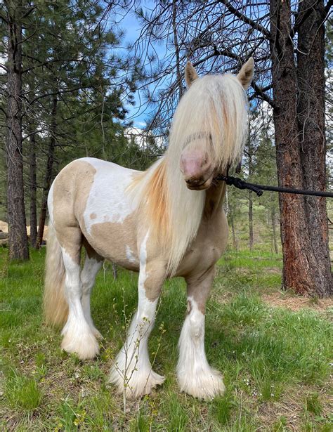 Cremello Gypsy Vanner