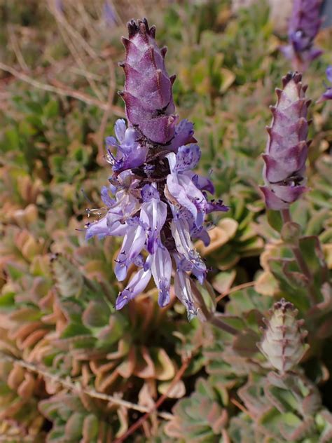 The Scaredy-Cat Plant • Insteading