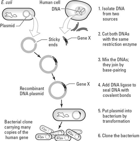 Recombinant DNA Technology Steps 的图像结果
