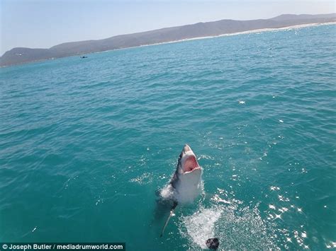 惊悚时刻：4米长大白鲨距离游船咫尺之遥-新闻中心-温州网