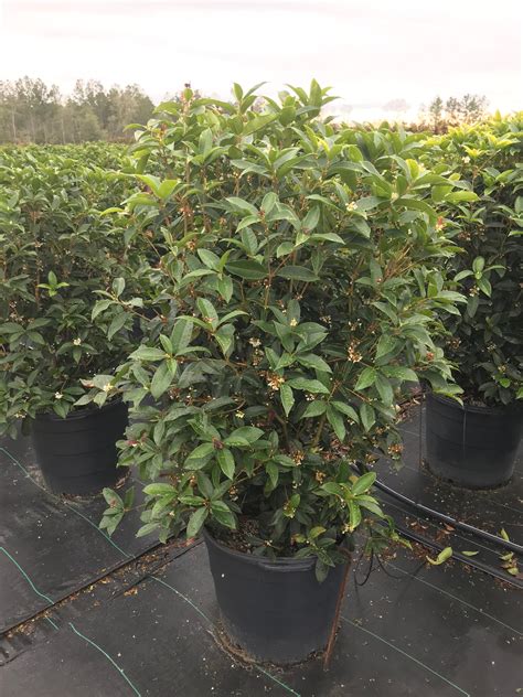 Fragrant Osmanthus (Tea Olive) 15 Gal | Lichtenfelt's
