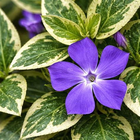 Vinca Major 'Variegata' | Big Leaf Periwinkle | Classy Groundcovers