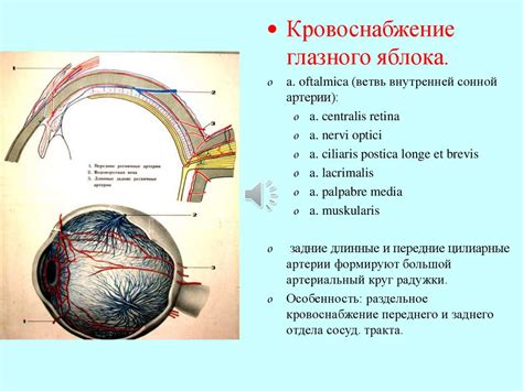 Анатомия физиология зрения