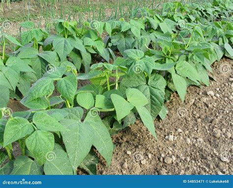 Young Green Beans Plants in Rows Stock Image - Image of healthy, dirt ...