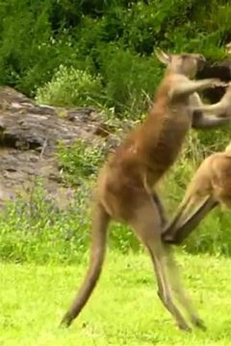 Kangaroo Kick Gif