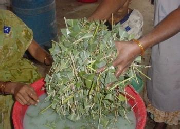 Forestry :: Industrial Pulpwood