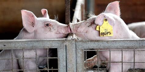 Factory Farming 的图像结果