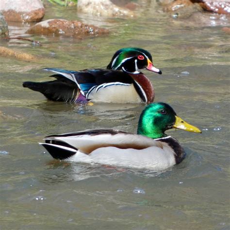 eBird Checklist - 3 Apr 2024 - Fountain Creek Regional Park--Area 3 ...