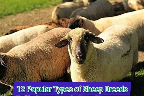 Types Of Sheep