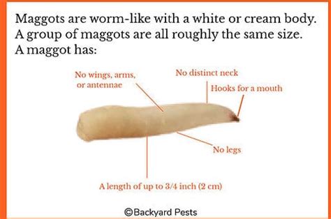 The Time I Had Maggots - What Maggots Are And How To Kill Them ...